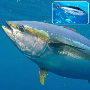 Species Profile: The Powerful Yellowfin Tuna